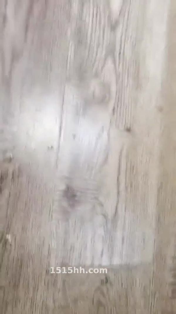 羞答答的玫瑰 20210609